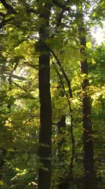 Sonbaharda birçok ağacın olduğu bir ormanın dikey videosu