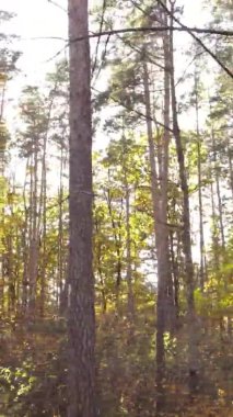 Sonbaharda birçok ağacın olduğu bir ormanın dikey videosu