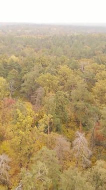 Sonbaharda birçok ağacın olduğu bir ormanın dikey videosu