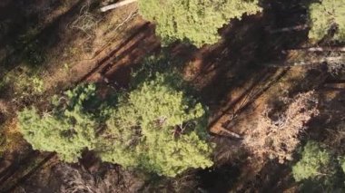 Sonbaharda birçok ağacın olduğu bir ormanın dikey videosu