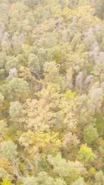 Sonbaharda birçok ağacın olduğu bir ormanın dikey videosu