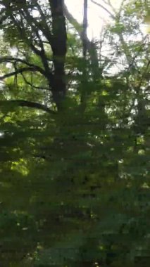 Sonbaharda birçok ağacın olduğu bir ormanın dikey videosu