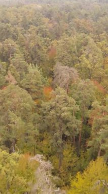 Sonbaharda birçok ağacın olduğu bir ormanın dikey videosu