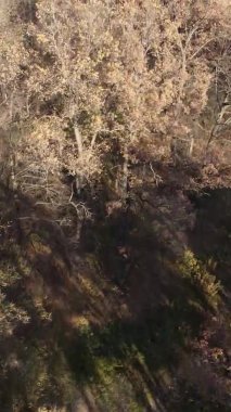 Sonbaharda birçok ağacın olduğu bir ormanın dikey videosu