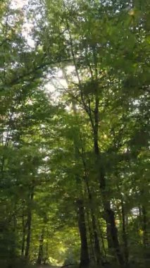 Sonbaharda birçok ağacın olduğu bir ormanın dikey videosu