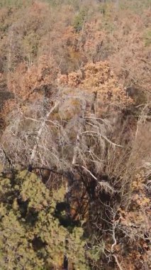 Sonbaharda birçok ağacın olduğu bir ormanın dikey videosu