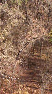 Sonbaharda birçok ağacın olduğu bir ormanın dikey videosu