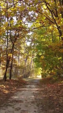 Sonbaharda birçok ağacın olduğu bir ormanın dikey videosu