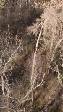 Sonbaharda birçok ağacın olduğu bir ormanın dikey videosu