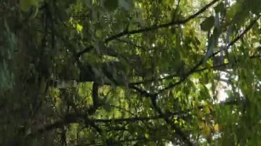 Sonbaharda birçok ağacın olduğu bir ormanın dikey videosu