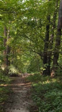 Sonbaharda birçok ağacın olduğu bir ormanın dikey videosu