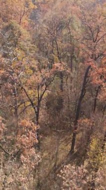 Sonbaharda birçok ağacın olduğu bir ormanın dikey videosu