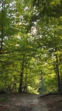 Sonbaharda birçok ağacın olduğu bir ormanın dikey videosu