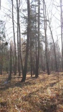 Sonbaharda birçok ağacın olduğu bir ormanın dikey videosu