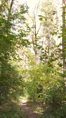 Sonbaharda birçok ağacın olduğu bir ormanın dikey videosu