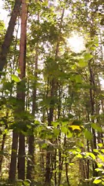 Sonbaharda birçok ağacın olduğu bir ormanın dikey videosu