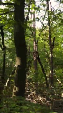 Sonbaharda birçok ağacın olduğu bir ormanın dikey videosu