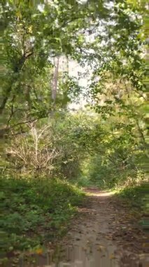 Sonbaharda birçok ağacın olduğu bir ormanın dikey videosu