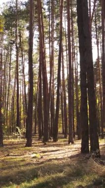 Sonbaharda birçok ağacın olduğu bir ormanın dikey videosu