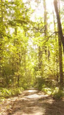 Sonbaharda birçok ağacın olduğu bir ormanın dikey videosu