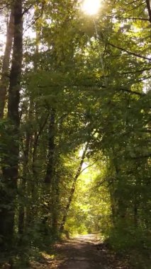 Sonbaharda birçok ağacın olduğu bir ormanın dikey videosu