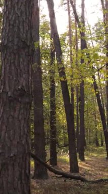 Sonbaharda birçok ağacın olduğu bir ormanın dikey videosu