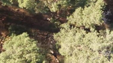 Sonbaharda birçok ağacın olduğu bir ormanın dikey videosu