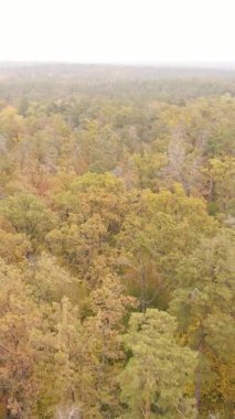 Sonbaharda birçok ağacın olduğu bir ormanın dikey videosu