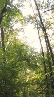 Sonbaharda birçok ağacın olduğu bir ormanın dikey videosu