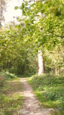 Sonbaharda birçok ağacın olduğu bir ormanın dikey videosu