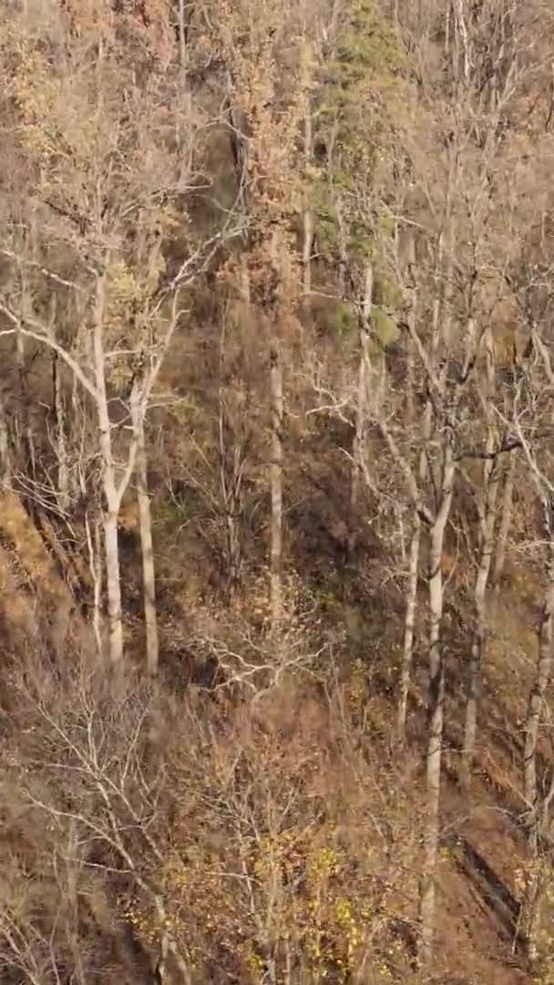 Vídeo Vertical Uma Paisagem Florestal Dia Outono Ucrânia — Vídeo de Stock