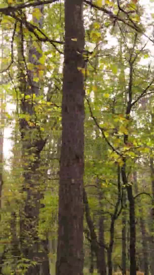 Vídeo Vertical Uma Paisagem Florestal Dia Outono Ucrânia — Vídeo de Stock