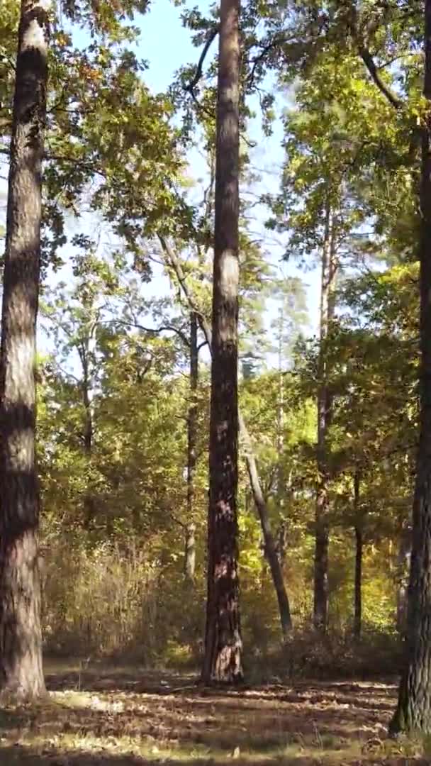 ウクライナの秋の日の森林景観の垂直ビデオ — ストック動画