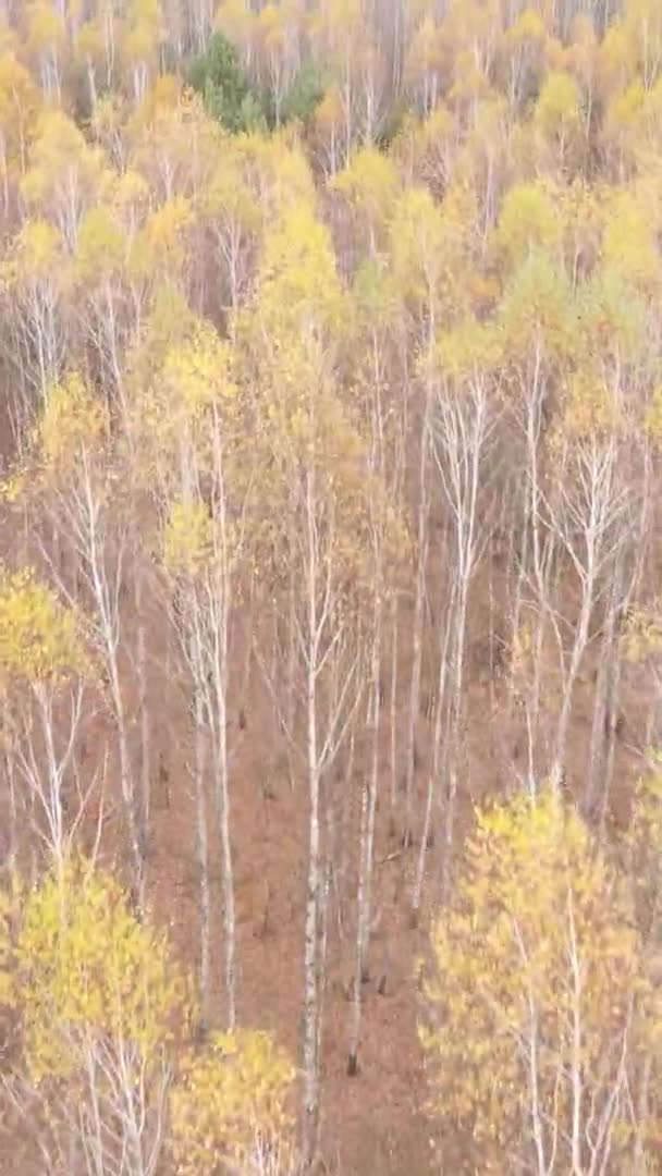 Vertical Video Forest Landscape Autumn Day Ukraine — Stock Video