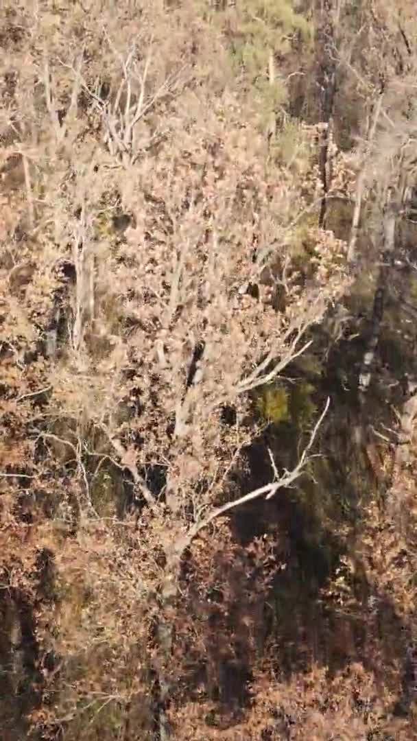 Κάθετη Βίντεο Ενός Τοπίου Δάσος Μια Ημέρα Του Φθινοπώρου Στην — Αρχείο Βίντεο