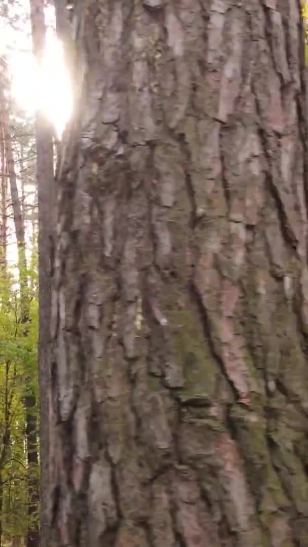 Vídeo Vertical Paisaje Forestal Día Otoño Ucrania — Vídeos de Stock