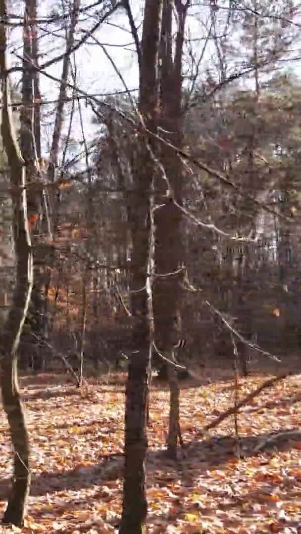 Vertikales Video Einer Waldlandschaft Einem Herbsttag Der Ukraine — Stockvideo