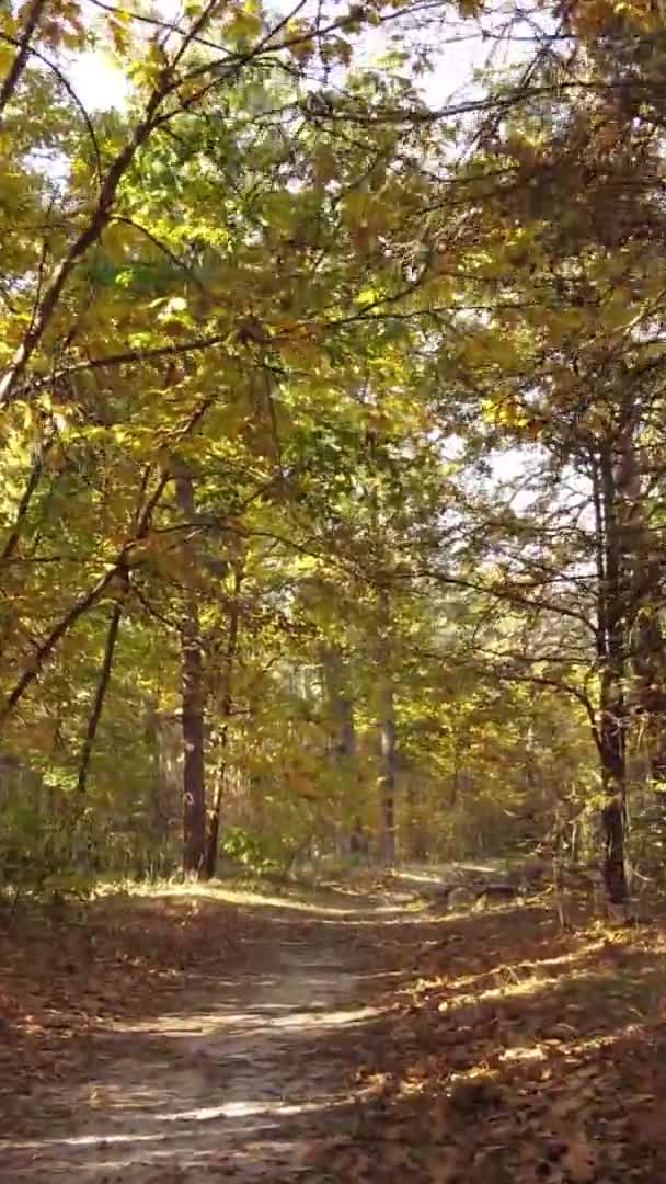 Vidéo Verticale Paysage Forestier Lors Une Journée Automne Ukraine — Video