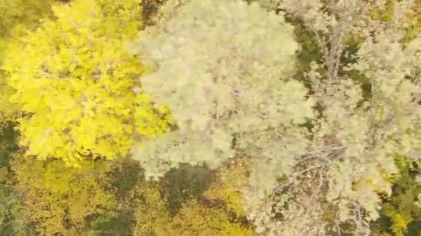 Vertikales Video Einer Waldlandschaft Einem Herbsttag Der Ukraine — Stockvideo