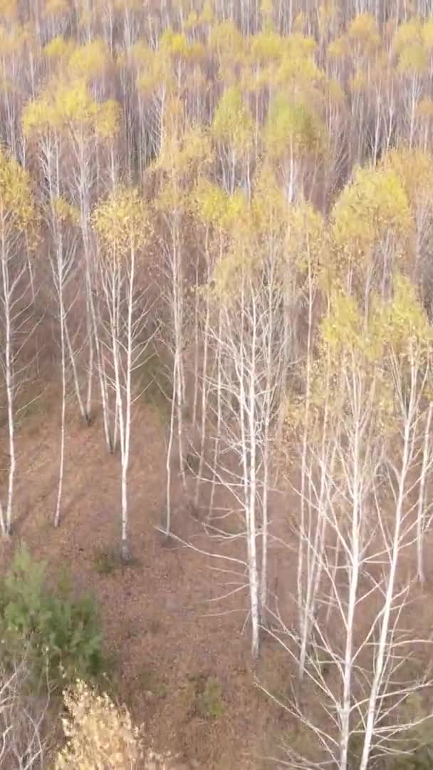 Vidéo Verticale Paysage Forestier Lors Une Journée Automne Ukraine — Video