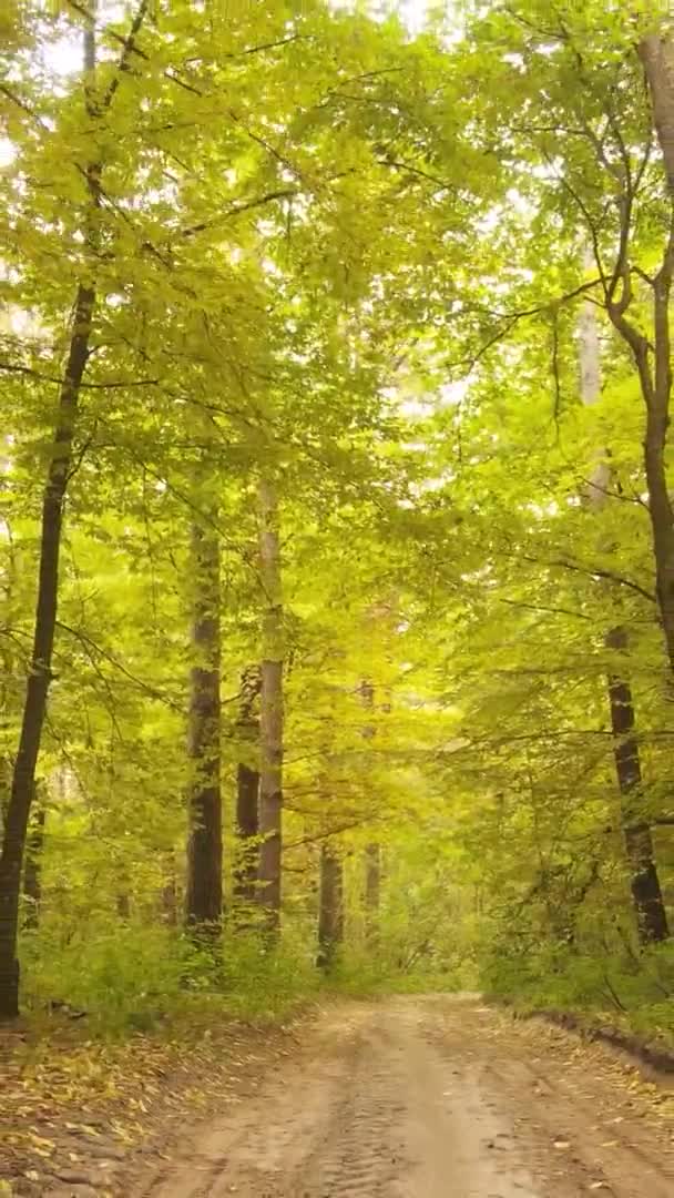 Вертикальне Відео Лісового Ландшафту Осіннього Дня Україні — стокове відео