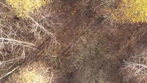 Vídeo Vertical Uma Floresta Outono Durante Dia Ucrânia — Vídeo de Stock
