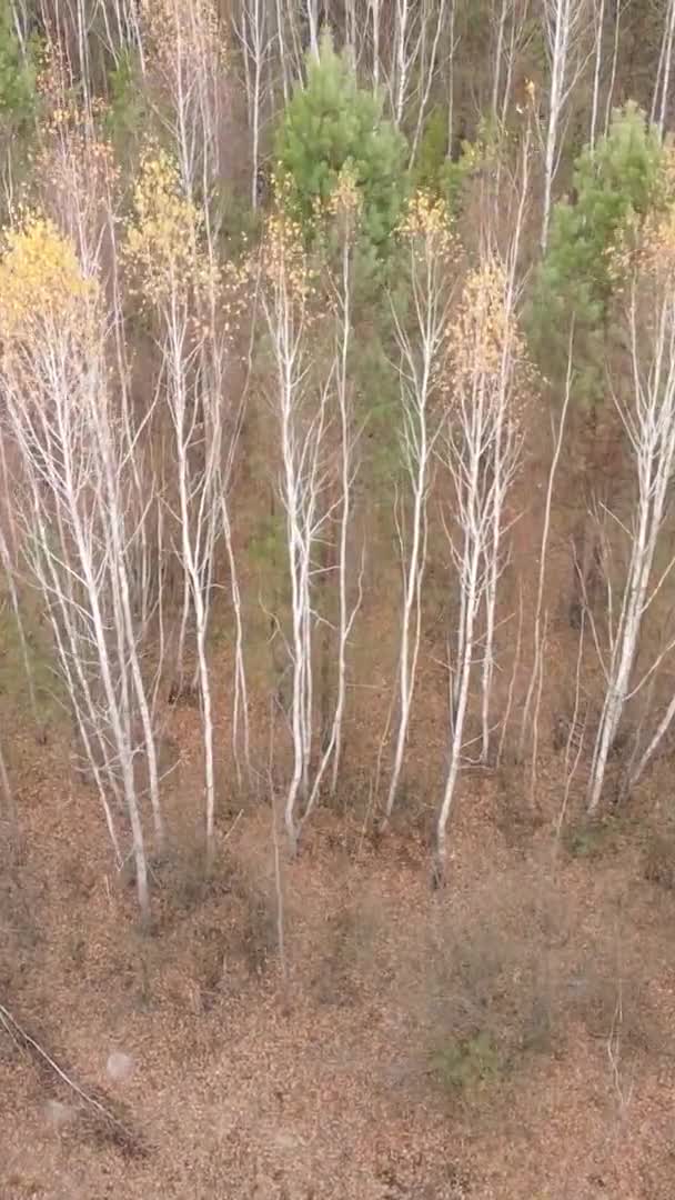 Vídeo Vertical Bosque Otoñal Durante Día Ucrania — Vídeos de Stock
