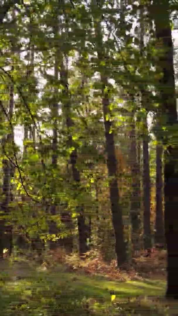 Pystysuora Video Syksyn Metsän Päivällä Ukrainassa — kuvapankkivideo