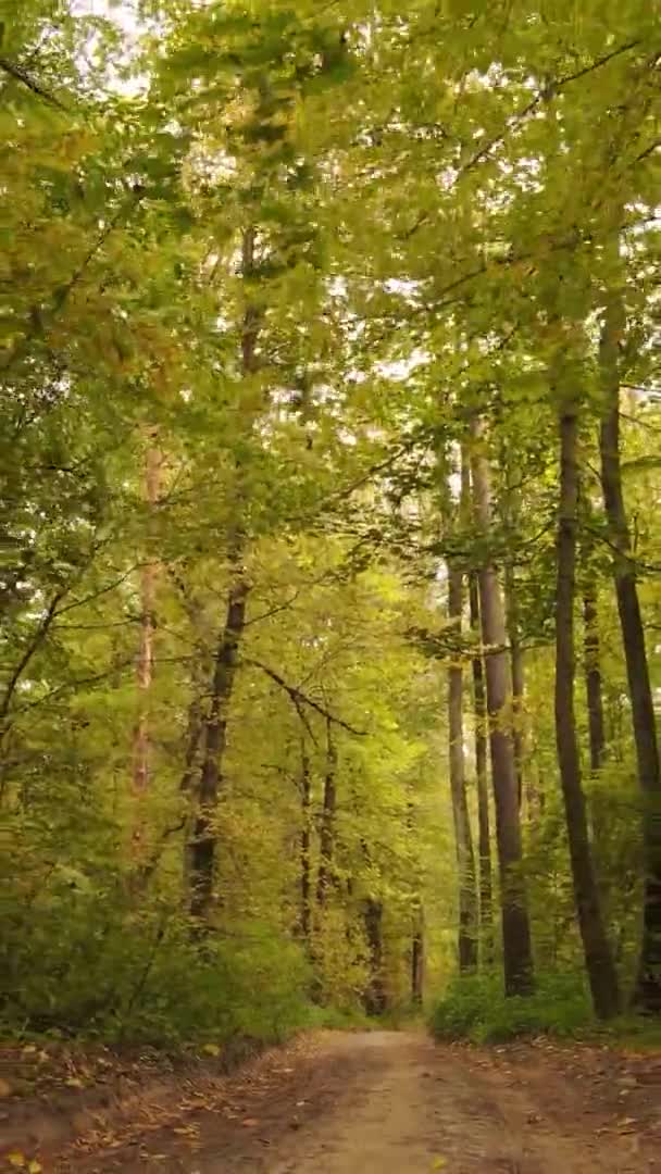 Κάθετη Βίντεο Από Ένα Φθινόπωρο Δάσος Κατά Διάρκεια Της Ημέρας — Αρχείο Βίντεο