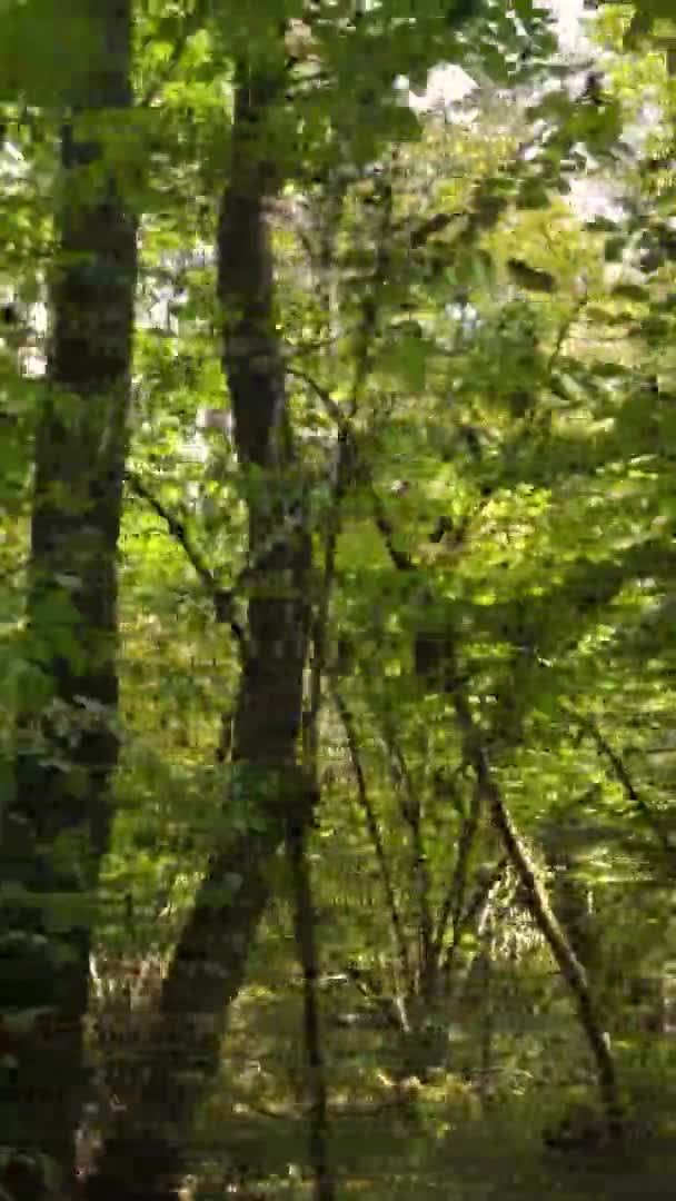 Videoclip Vertical Unei Păduri Toamnă Timpul Zilei Ucraina — Videoclip de stoc
