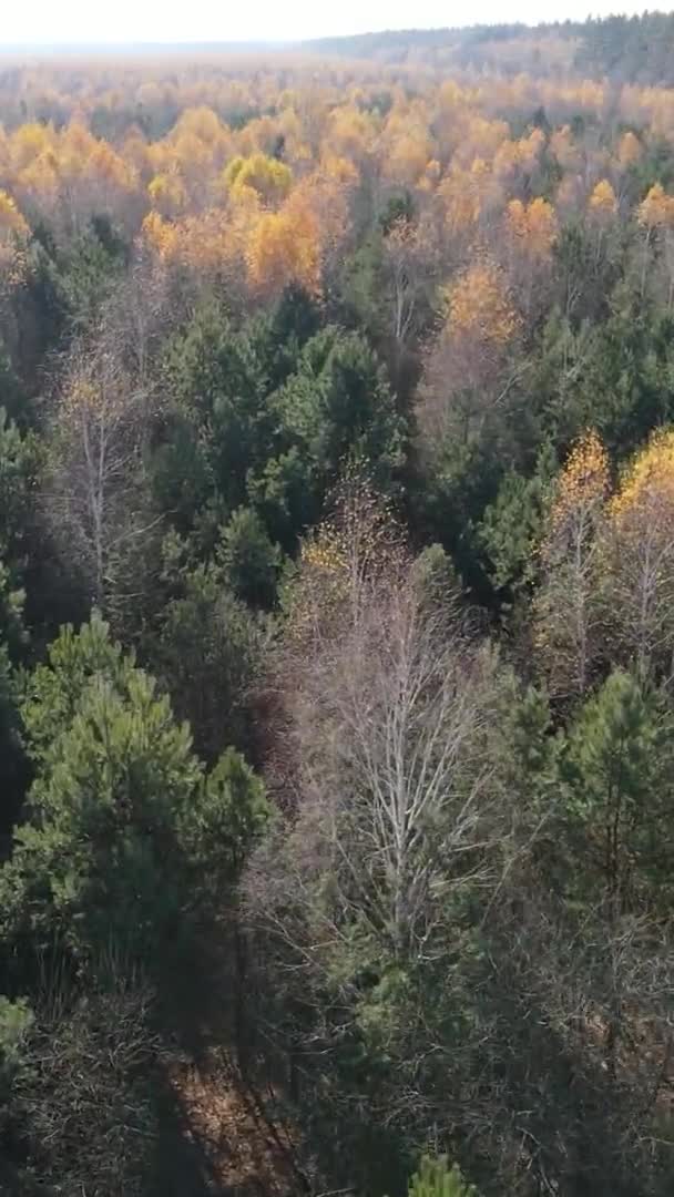 Függőleges Videó Egy Őszi Erdő Nap Folyamán Ukrajnában — Stock videók