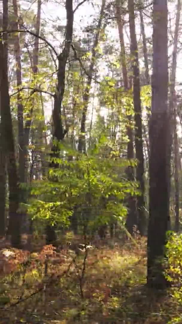 Vertikales Video Eines Herbstwaldes Während Des Tages Der Ukraine — Stockvideo