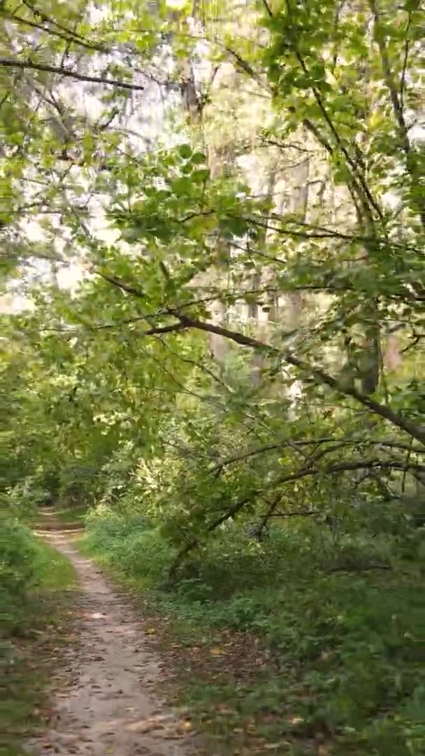 Вертикальное Видео Леса Большим Количеством Деревьев Осенью — стоковое видео
