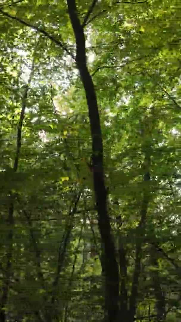 Vidéo Verticale Une Forêt Avec Nombreux Arbres Automne — Video